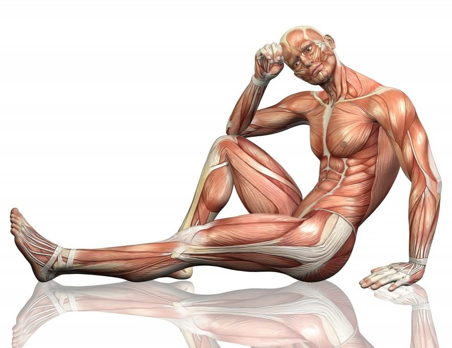 human-body-muscles